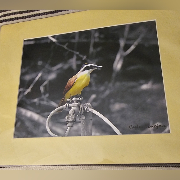 NEW Professional Photography - Texas Wild Bird Photo - Picture 2 of 5